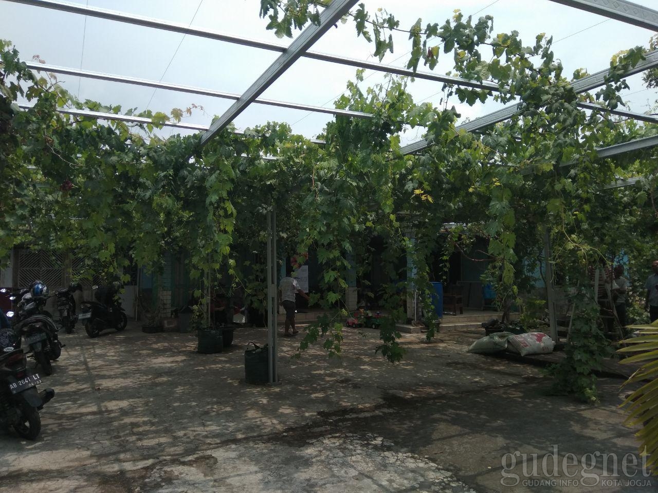 Kampung Anggur Plumbungan, Sumbermulyo