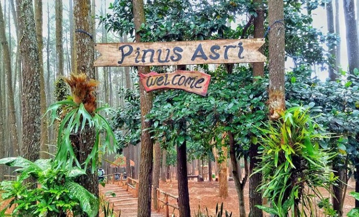 Pinus Asri Mangunan